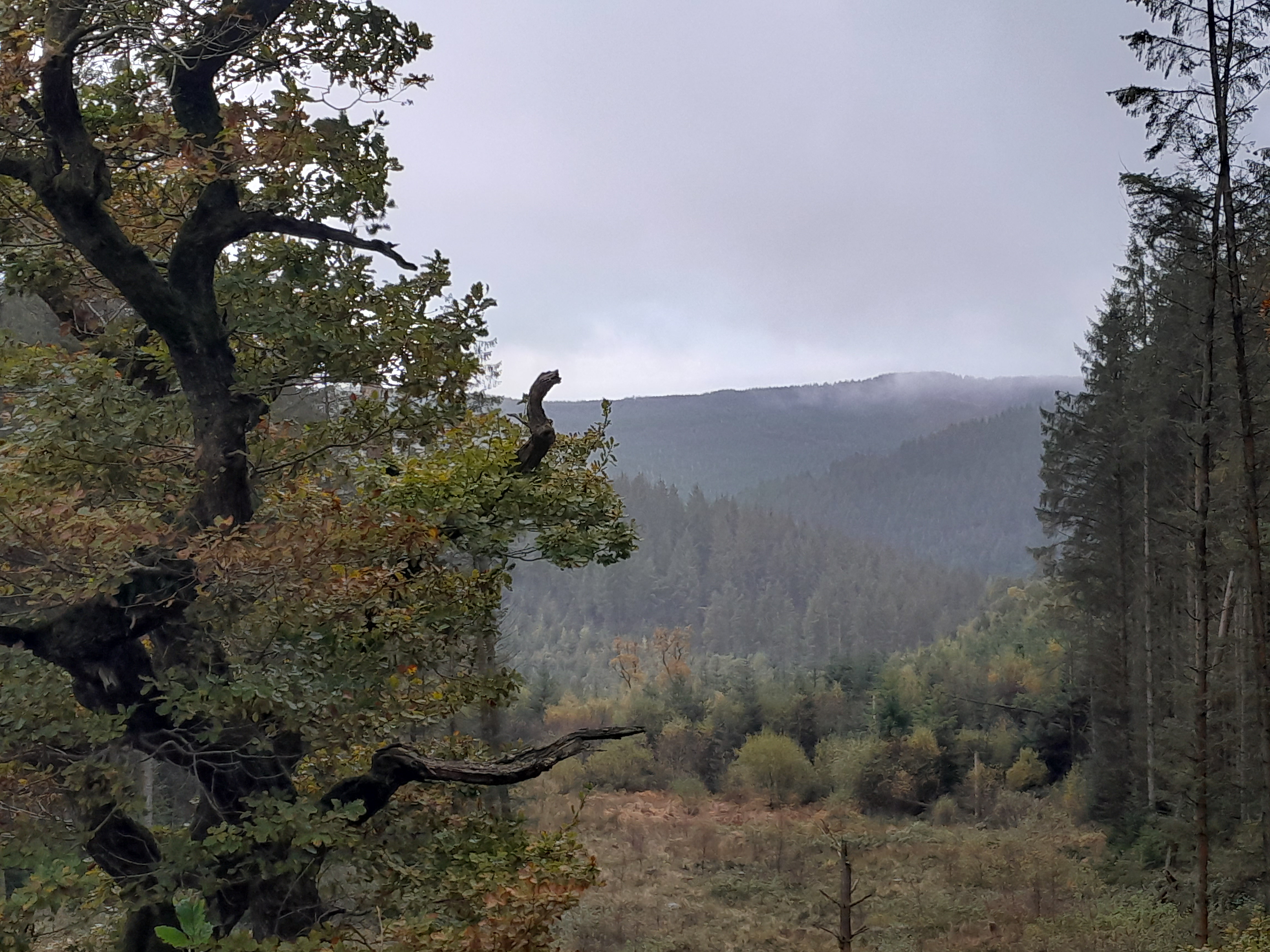 Mixed woodland at Coed Sarnau