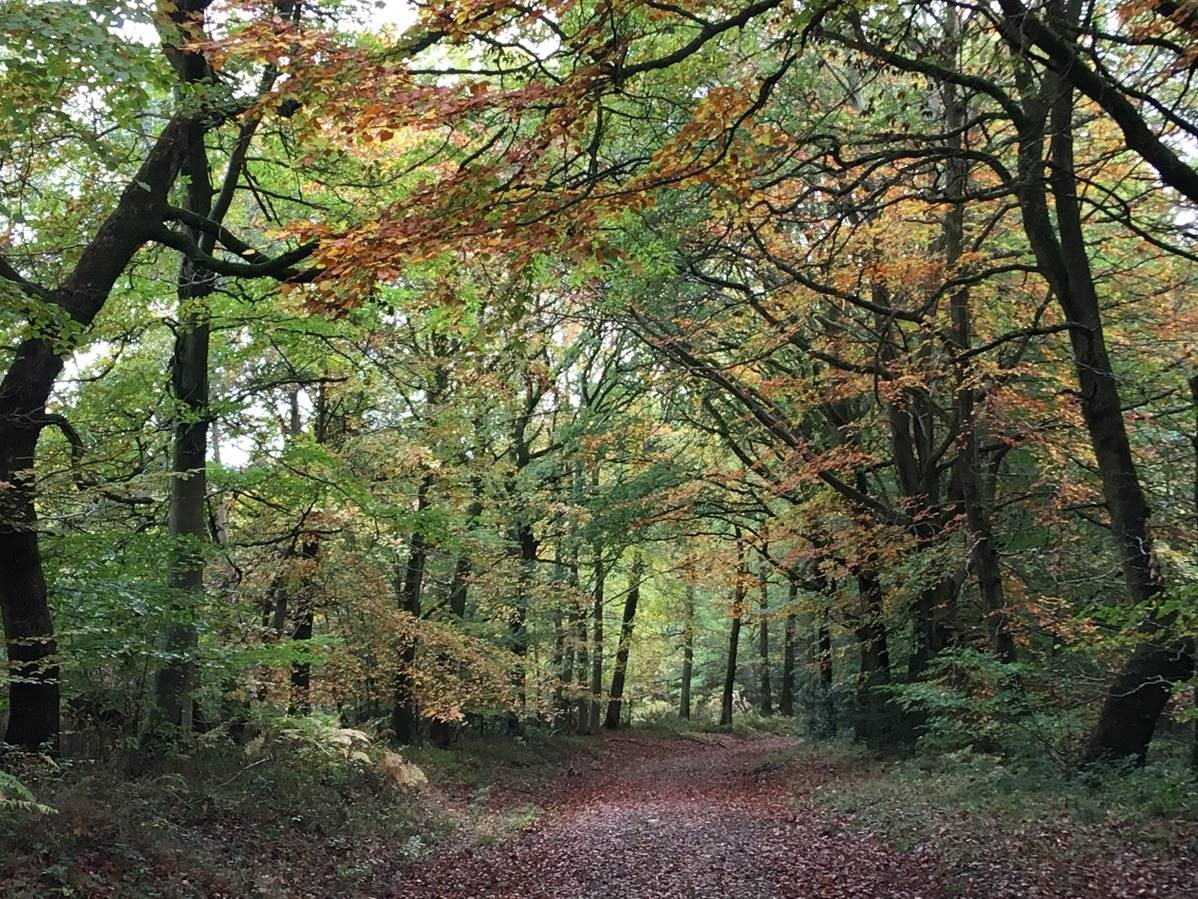 Presteigne Woods