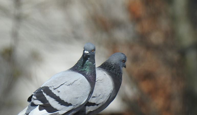 Two pigeons standing on a wall