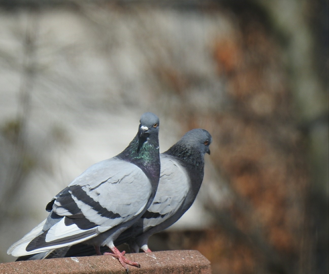 Two pigeons standing on a wall