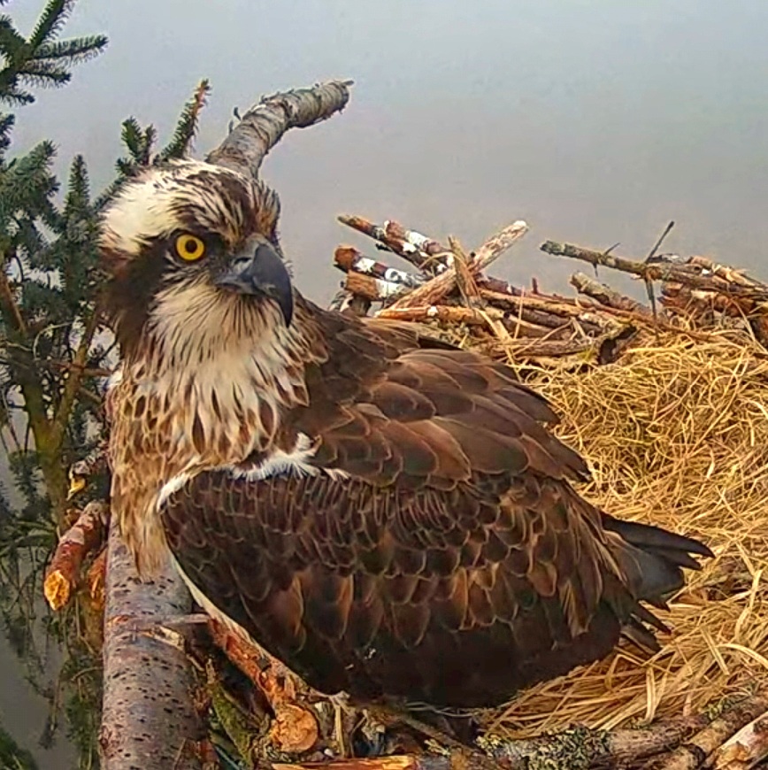 Female osprey on her nest at Llyn Clywedog