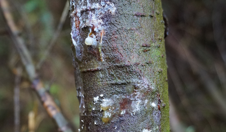 tree lesions caused by pluvialis