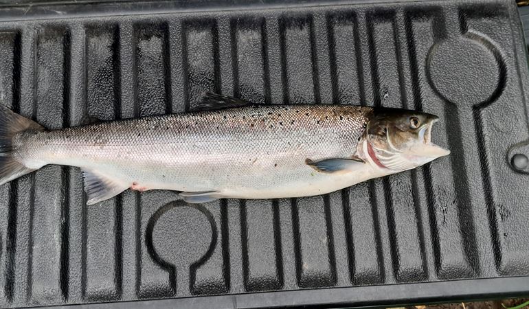 Salmon killed by Gavin Davies