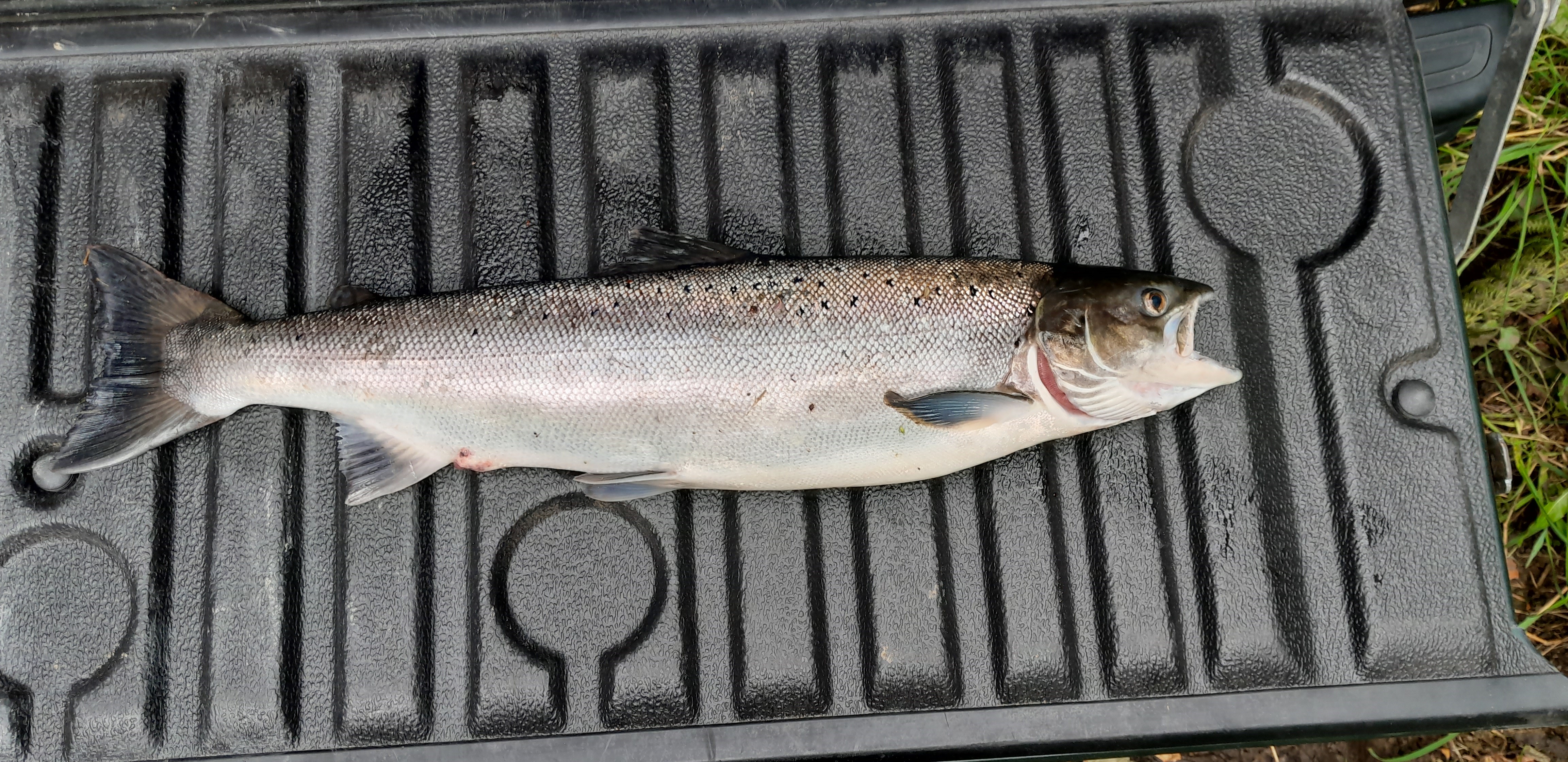 Salmon killed by Gavin Davies