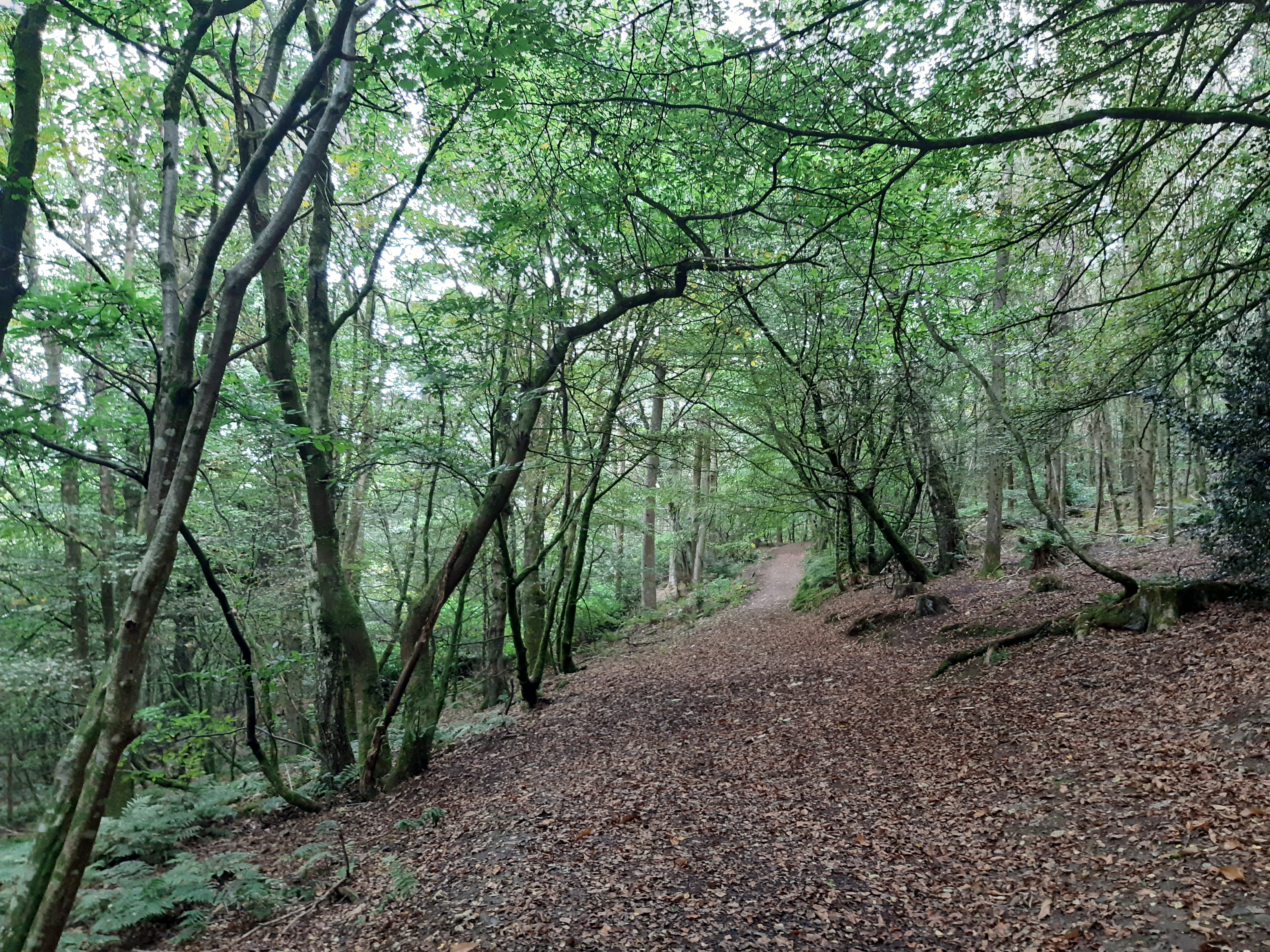 Lampeter Woods