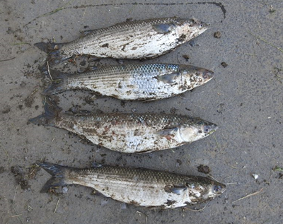 Foul hooked mullet