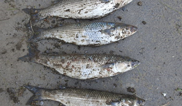 Natural Resources Wales / Four men fined £6,000 for 'barbaric' illegal foul hook  fishing
