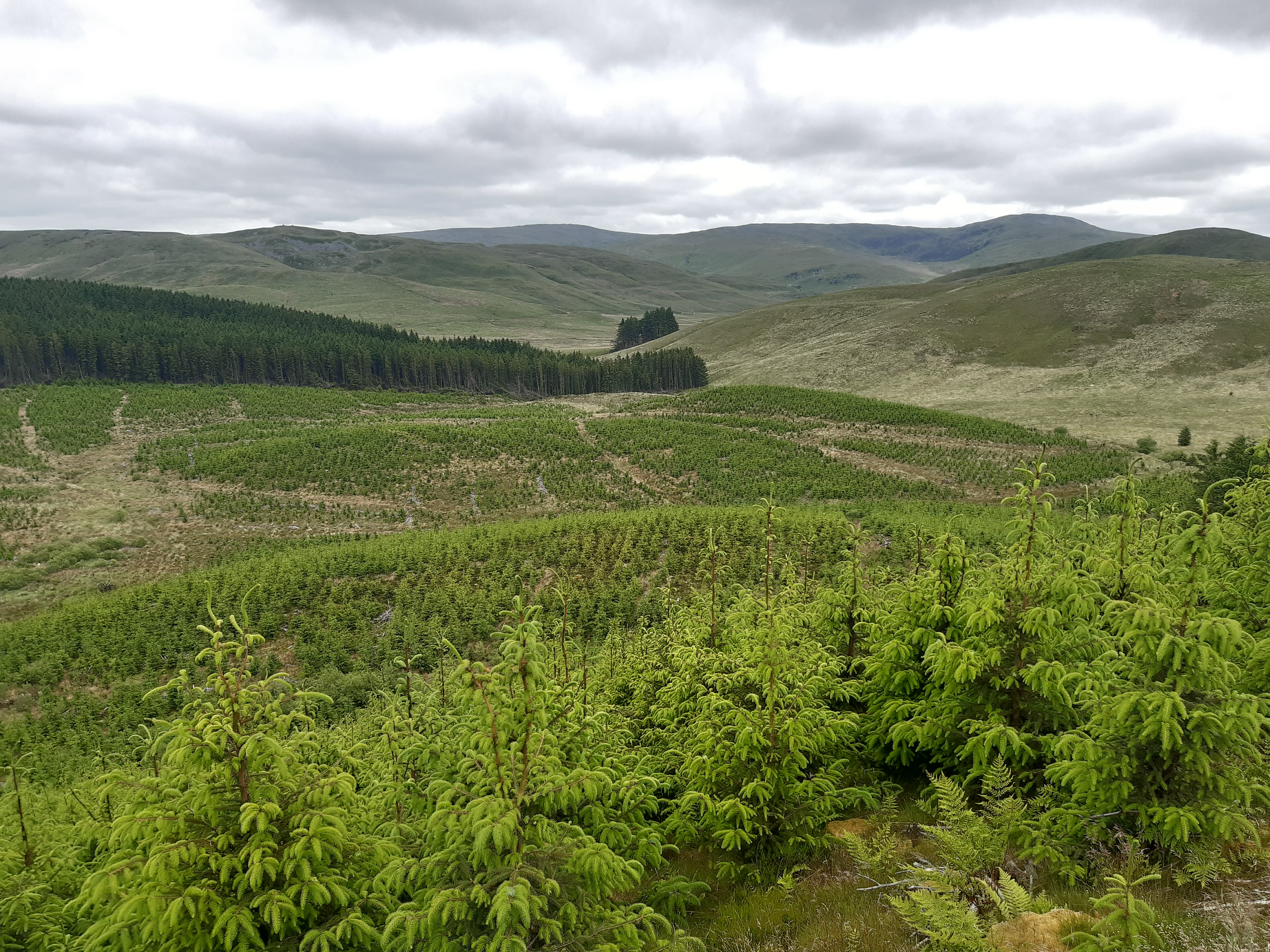 A wooded area outside of Machynlleth