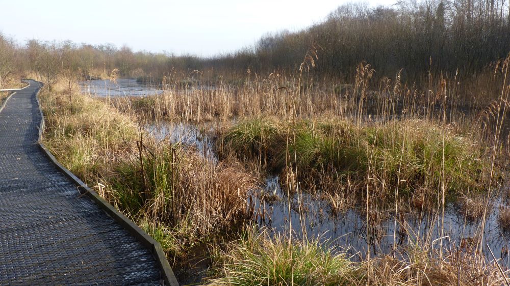 Natural Resources Wales / LIFE Quaking Bogs