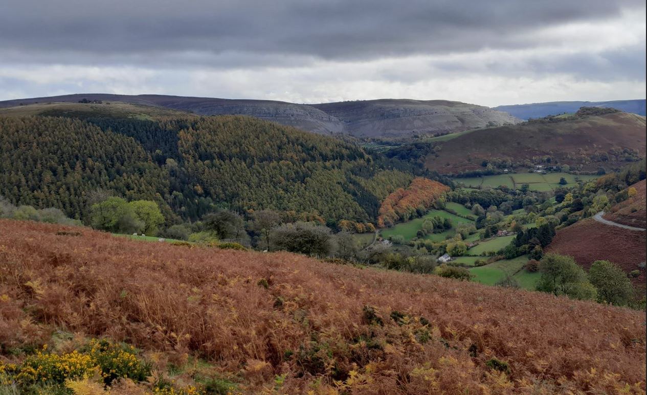 Natural Resources Wales / Larch trees to be felled at Foel Woodland ...