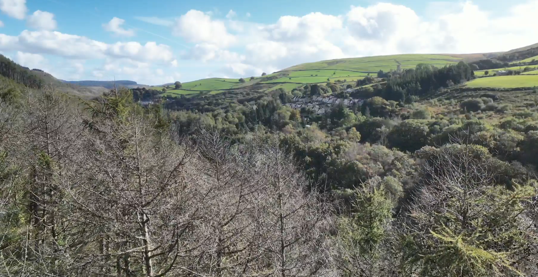 Coed llarwydd wedi'u heintio yn Rhyslyn