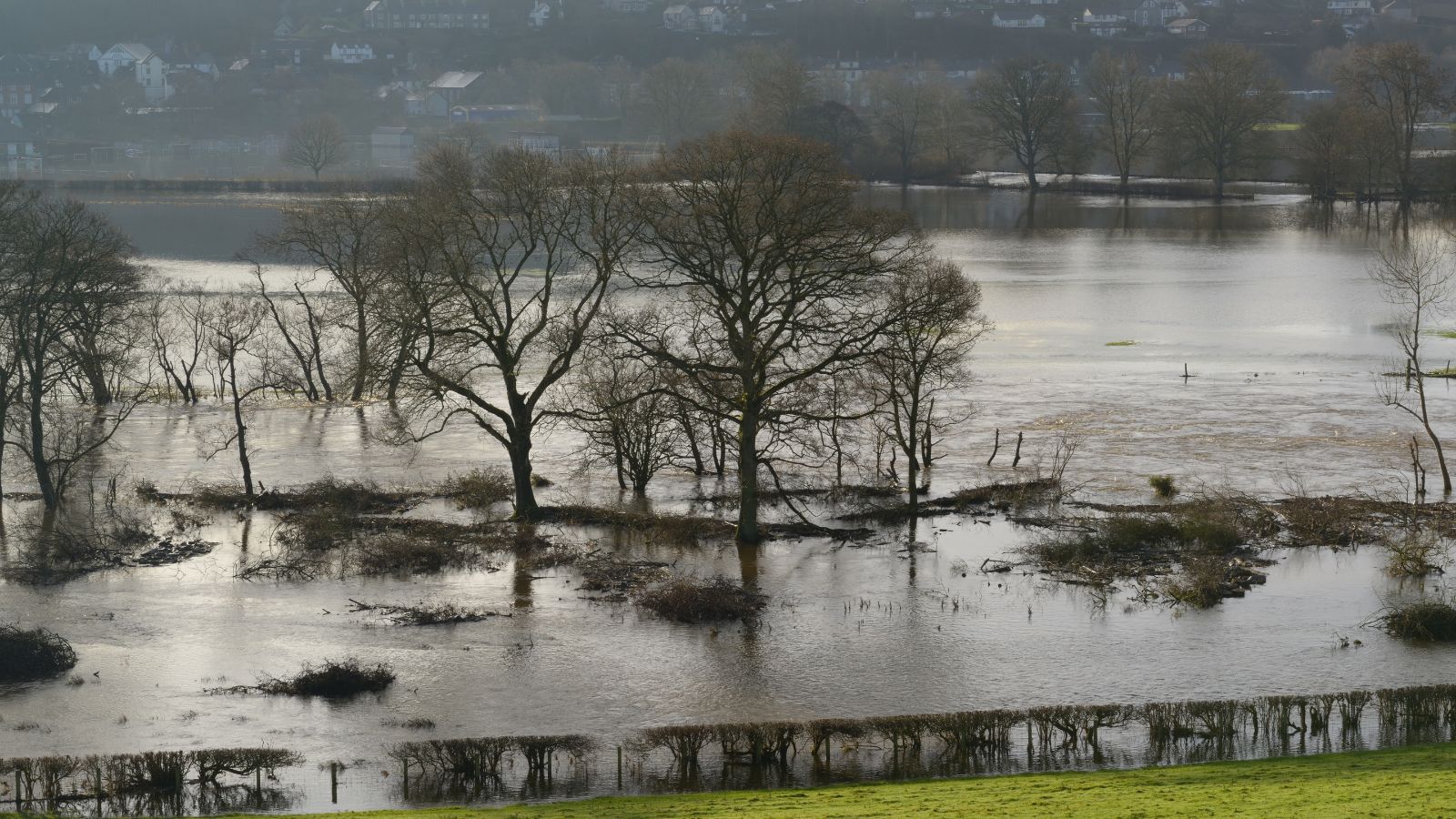 Flooded field with trees 