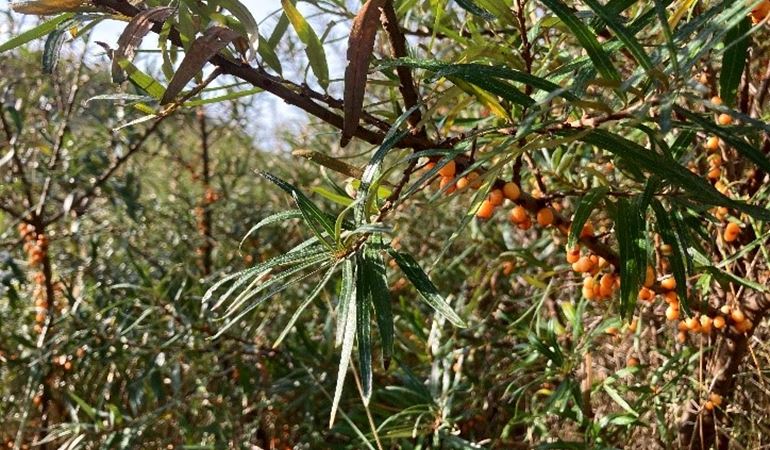 Sea buckthorn on the dunes at Pembrey in November 2022