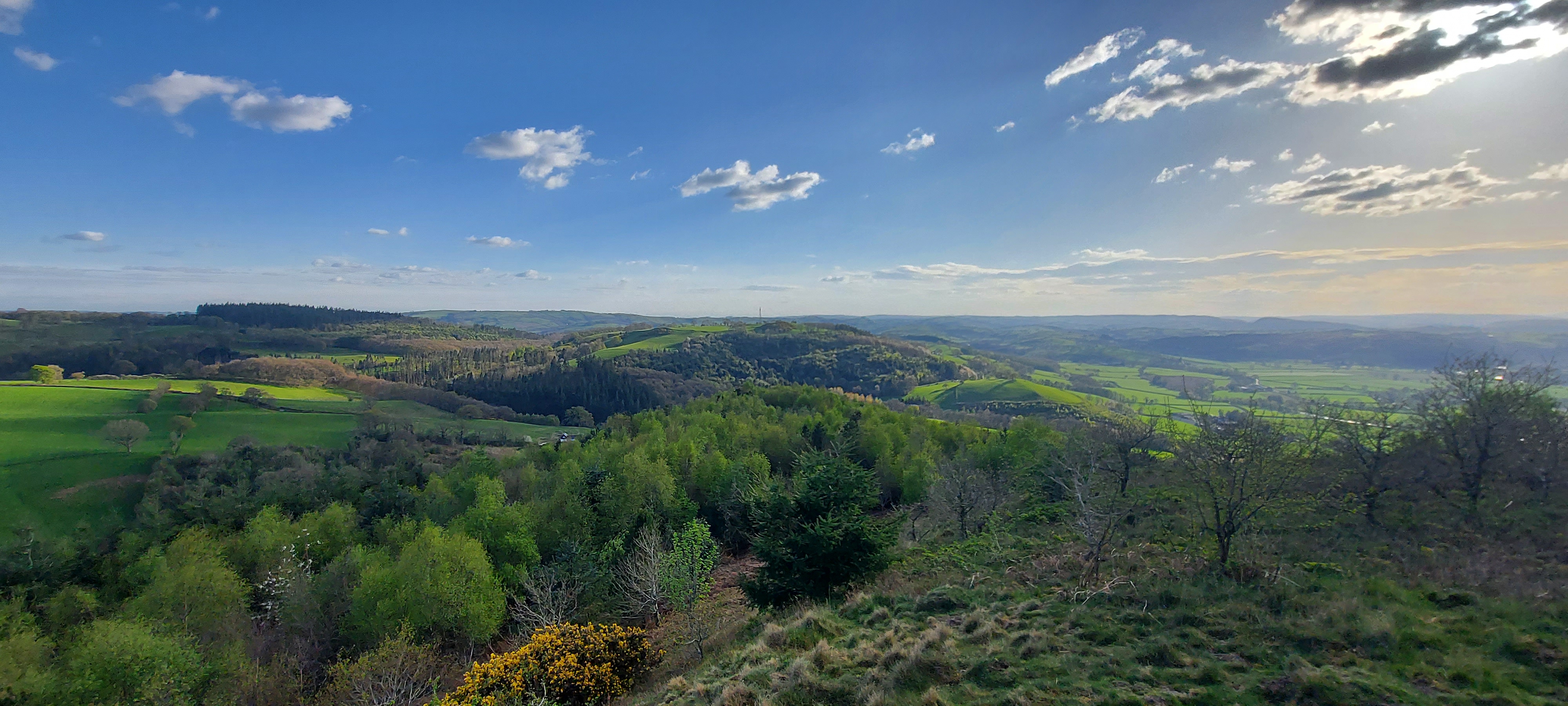 Forest View