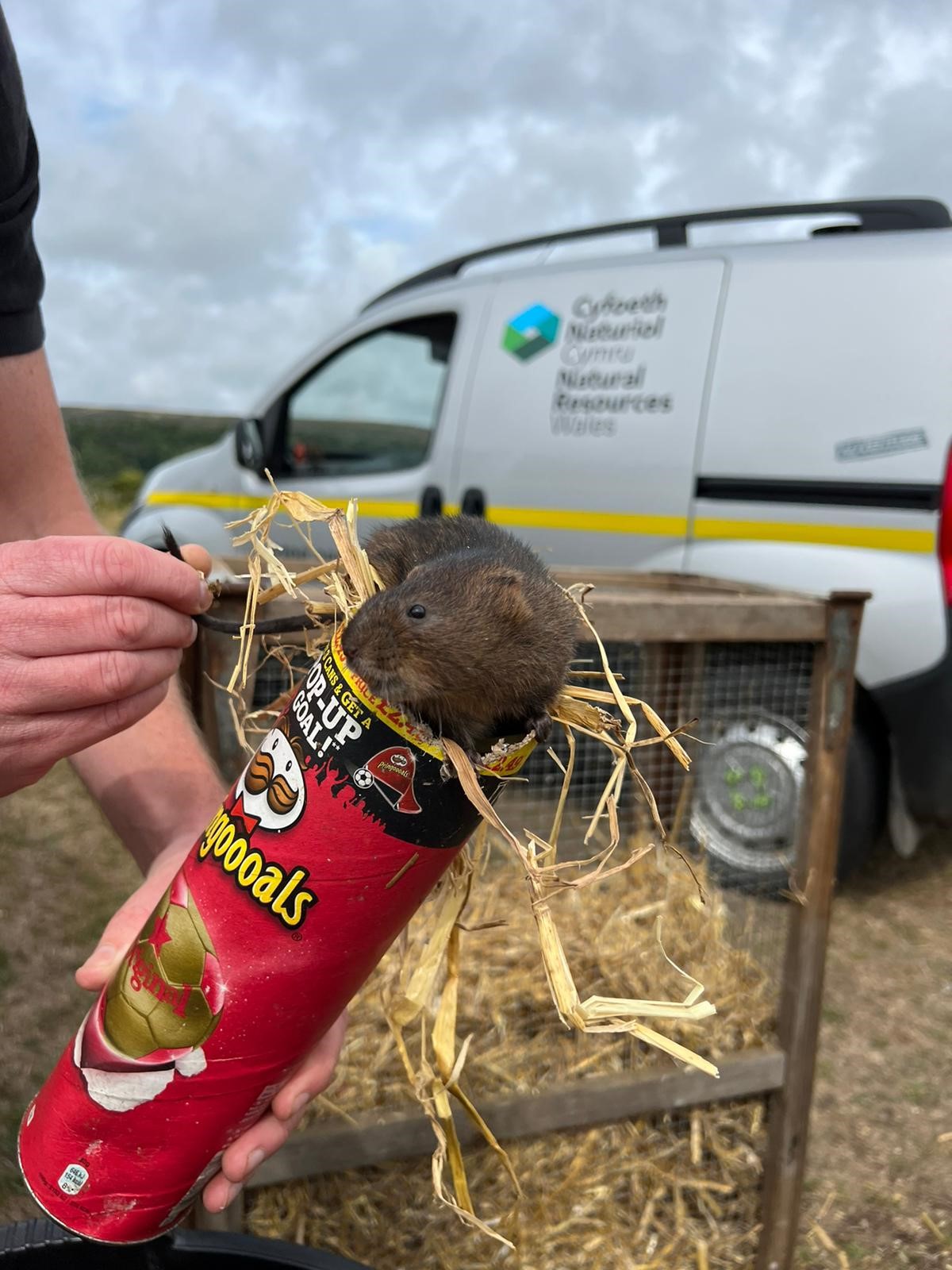 Oxwich water voles