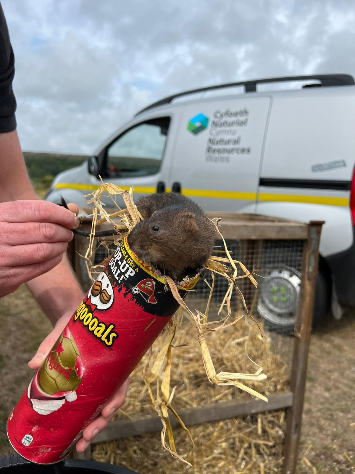 Natural Resources Wales / Water Voles Reintroduced at Oxwich Nature Reserve