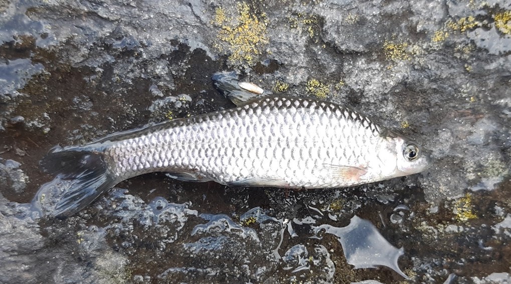 Topmouth gudgeon 