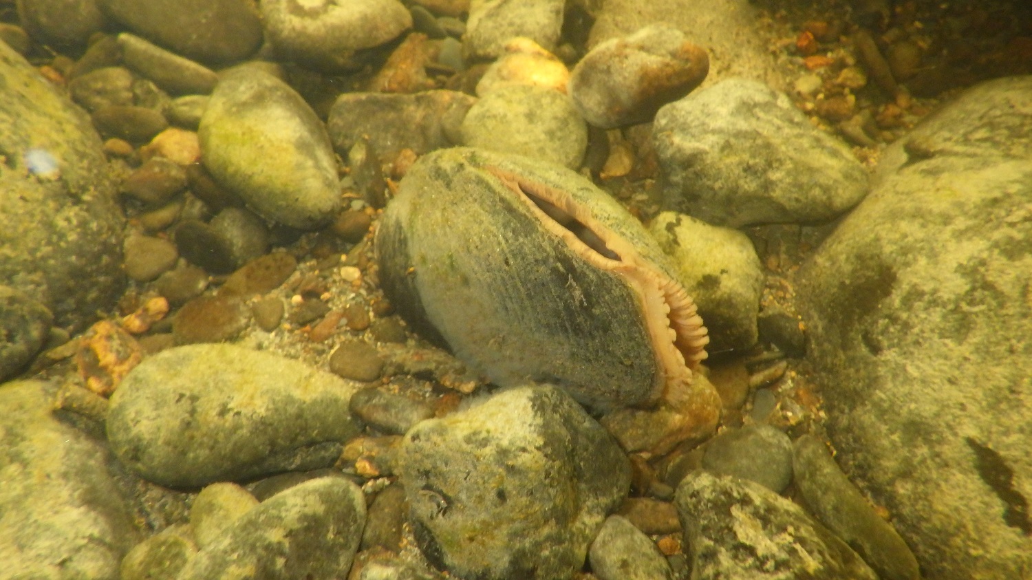 Freshwater pearl mussel