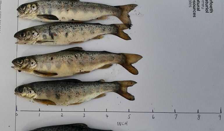 Six dead salmon parr measured between four and six inches long
