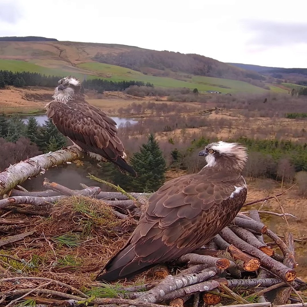 Y ddau gwalch y pysgod ar eu nyth ger Llyn Clywedog