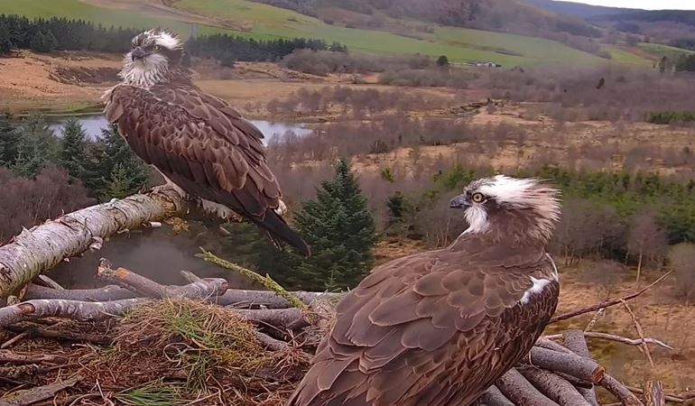 Both resident ospreys on their nest at Llyn Clywedog