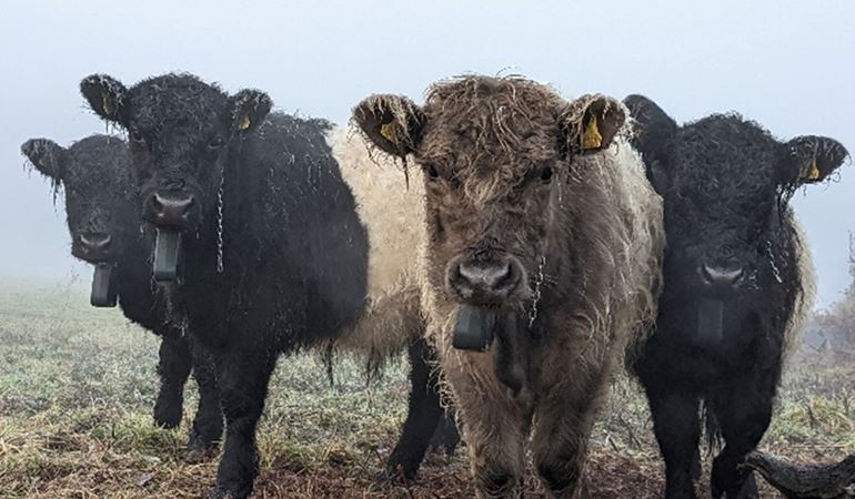 Four Belted Galloway cattle standing in a field 