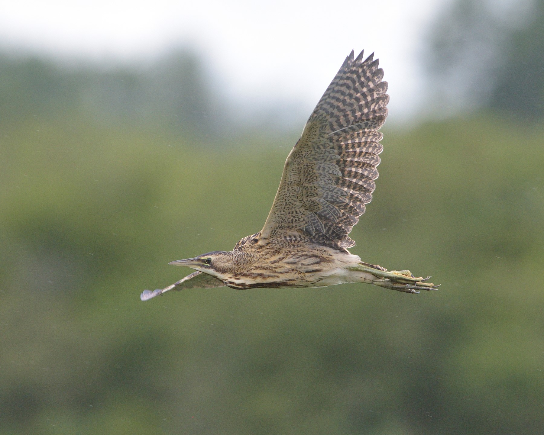 Bittern At Newport Wetland Nature Reserve 