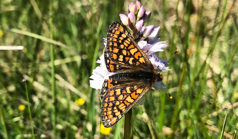 Marsh Fritillary butterfly in a grassy pasture