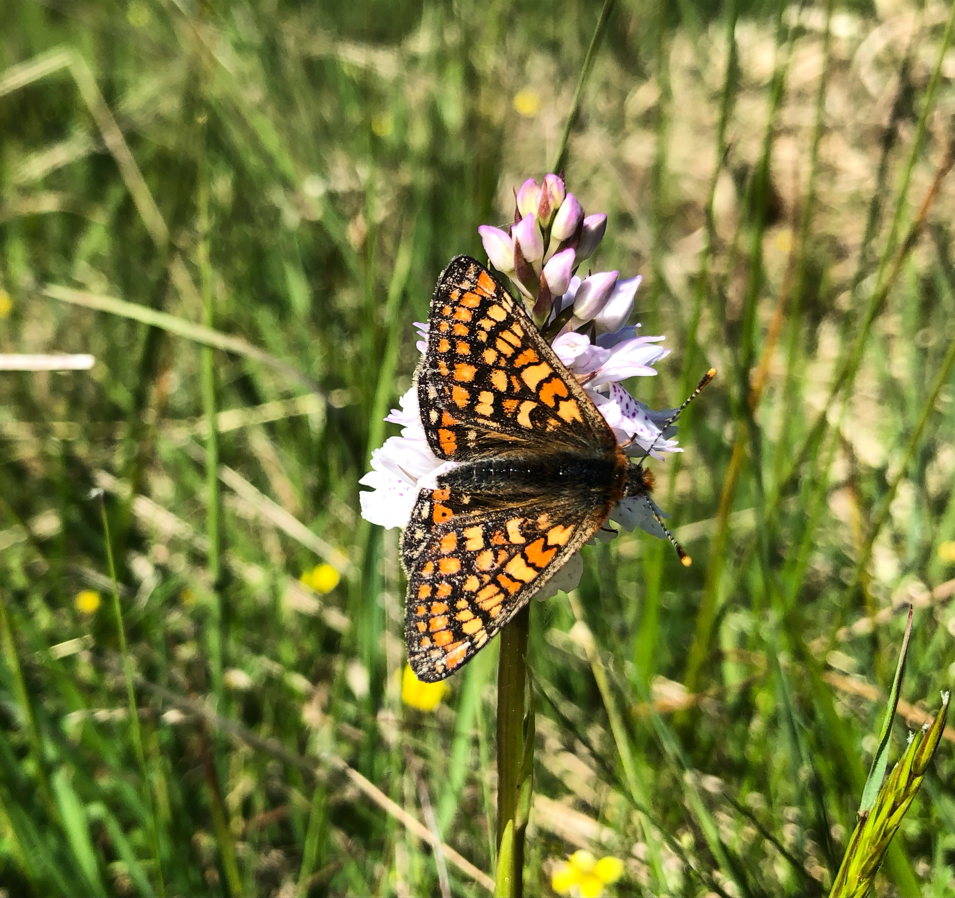 Marsh Fritillary butterfly in a grassy pasture