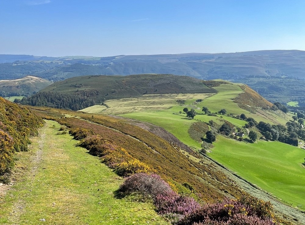 Natural Resources Wales / Work continues to boost Llantysilio mountain