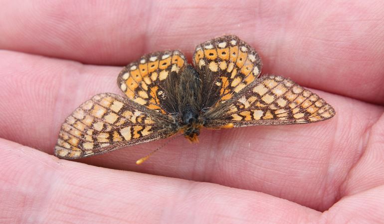 A Marsh Fritillary Butterfly on a person's flat hand