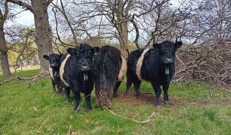 Four Belted Galloway cattle standing in a field with trees behind them 