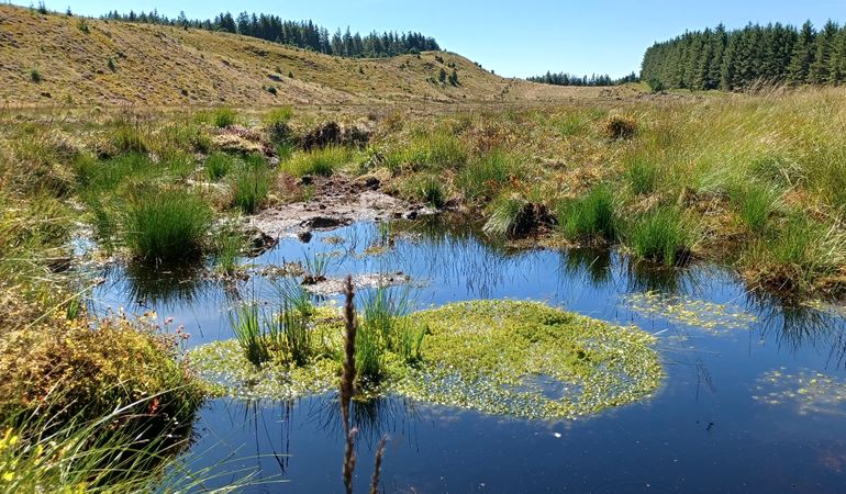 restored peatland showing pool of blue water and sphagnum moss recolonising on the surface, with woodland beyond hill in background.