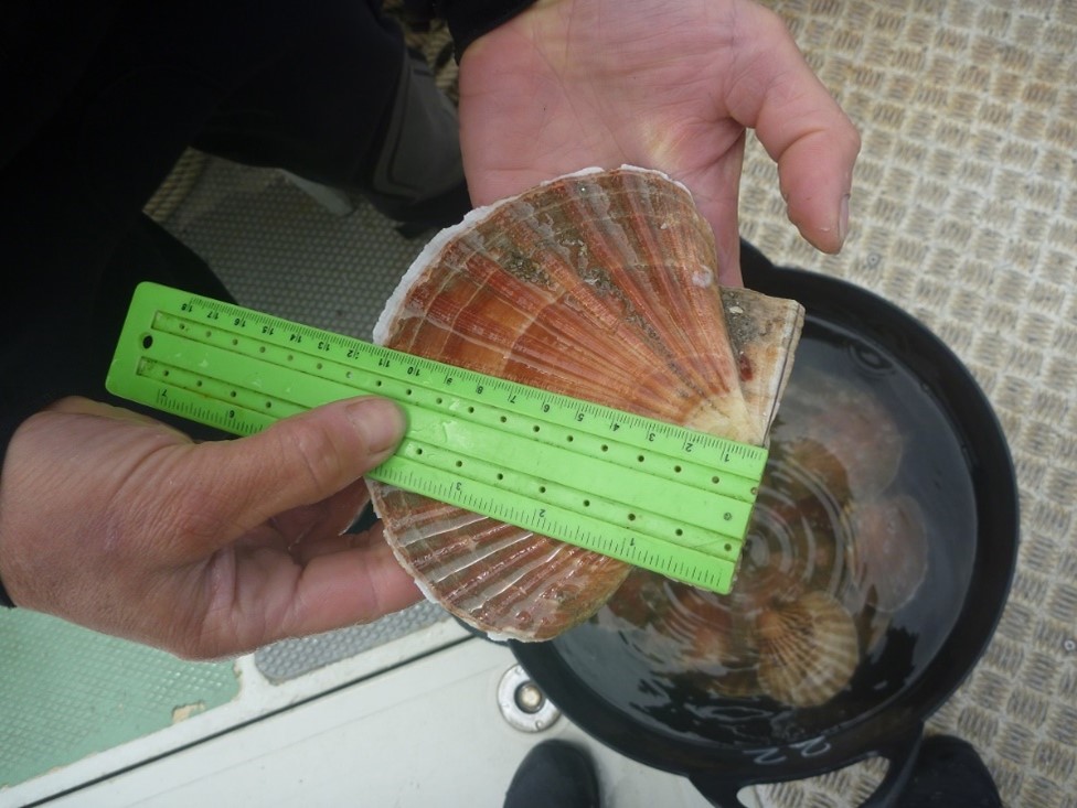 Natural Resources Wales / Skomer King scallops thriving after ban on