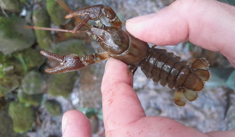 White-clawed Crayfish held next to a river