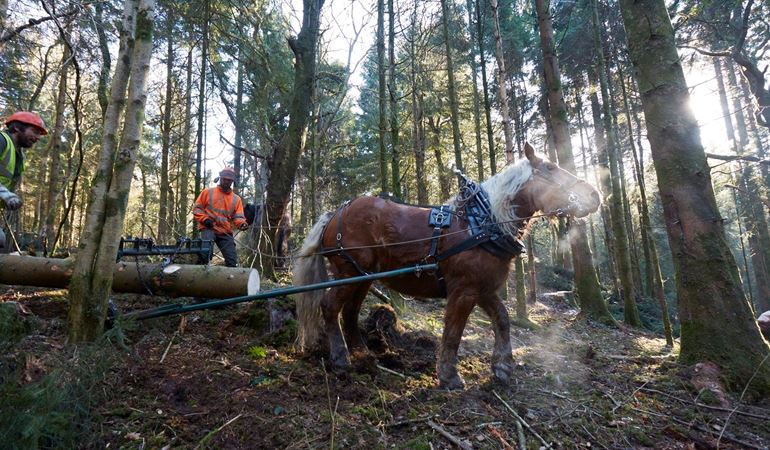 Horse pulling a log in a forest