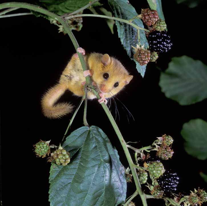 Natural Resources Wales / The latest State of Nature