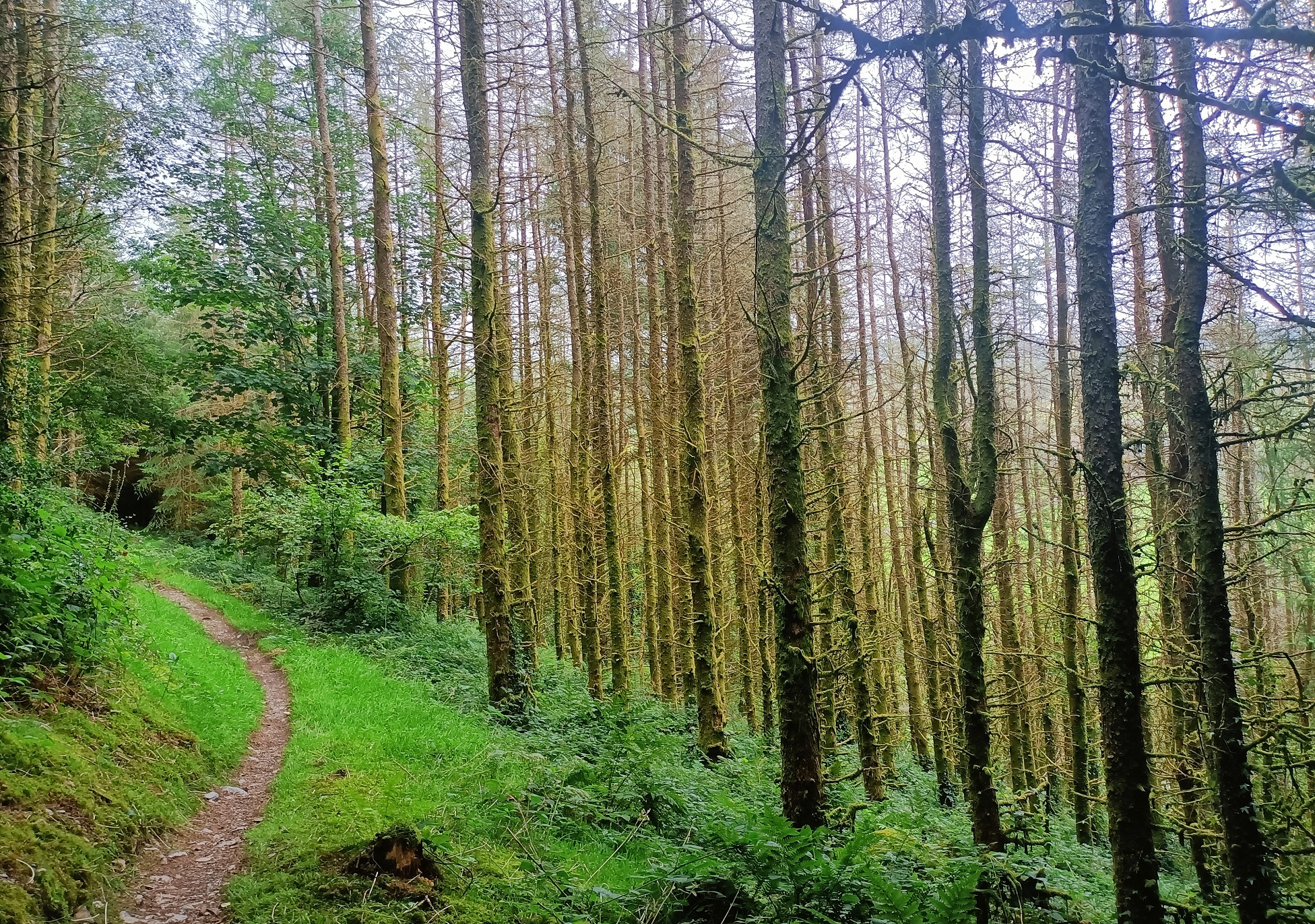 Gwydir forest 