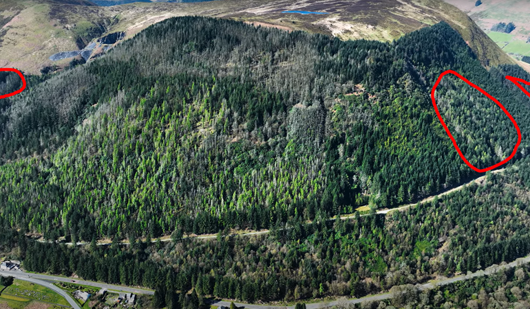 Aerial image of the forest with highlighted sections showing areas to be felled 