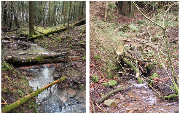 Two photos of streams with leaky barriers made of tree trunks and branches