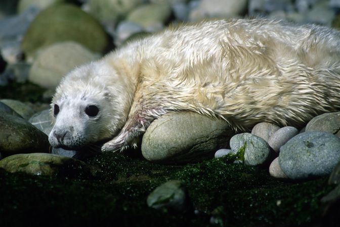 grey seal pup grey seal pup