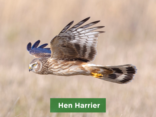 Hen Harrier