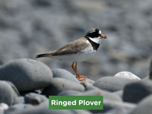 Ringed Plover