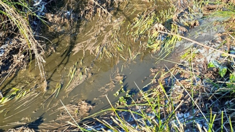 photo of slurry in water course at Ton farm photo of slurry in water course at Ton farm