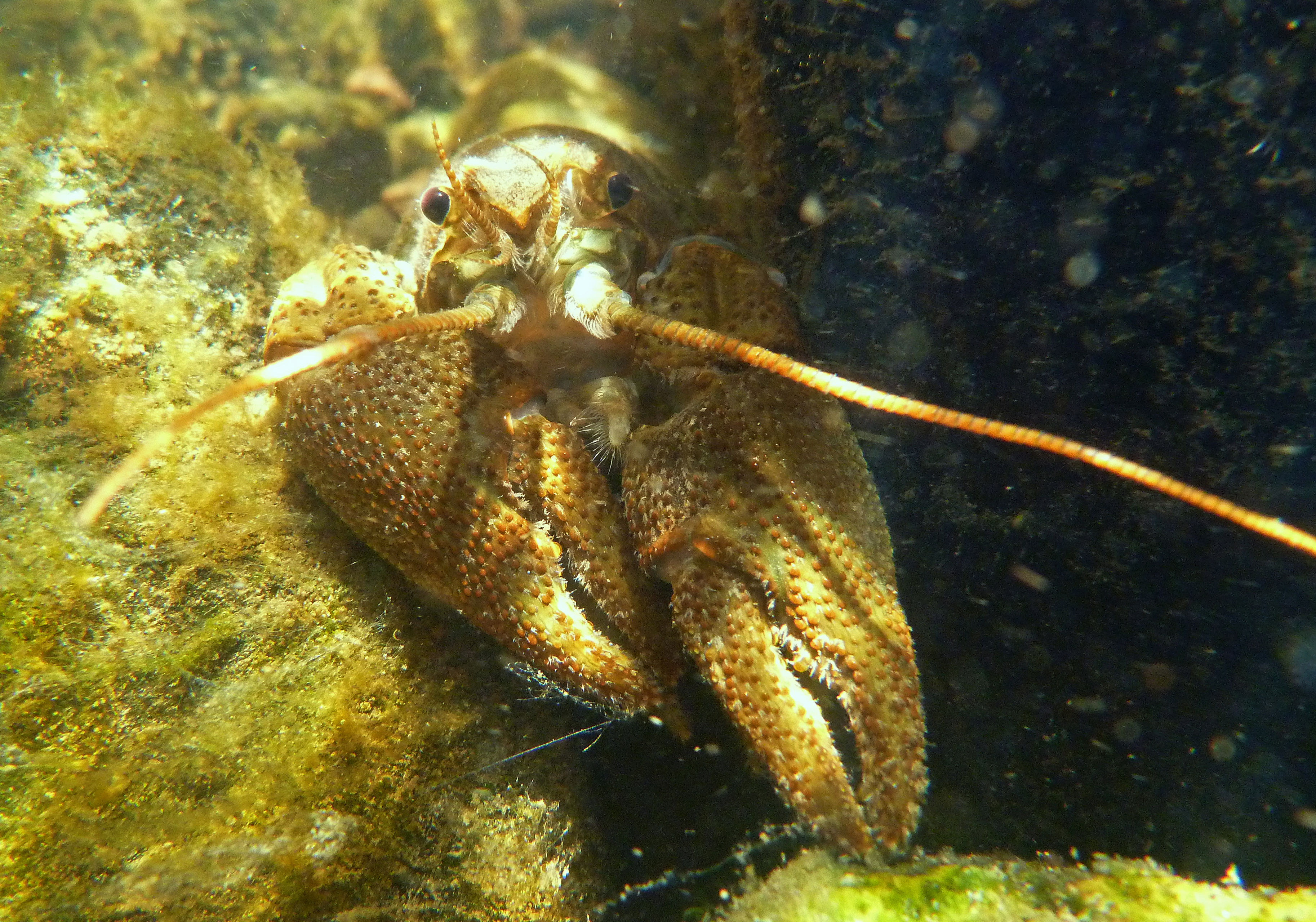 Welsh Native Fish Natural Resources Wales / From the edge of extinction: A Wales wide ...