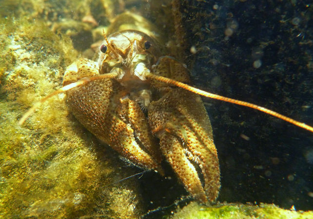 A white clawed crayfish under water Credit Tamasine Stretton A white clawed crayfish under water Credit Tamasine Stretton