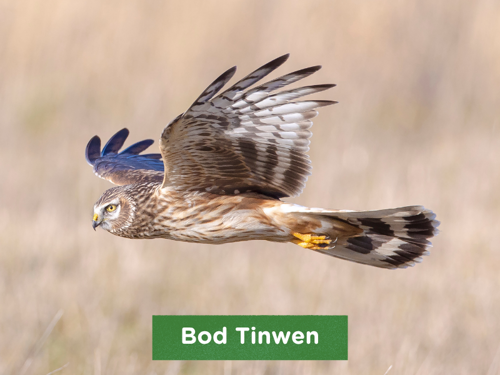 Bod Tinwen
