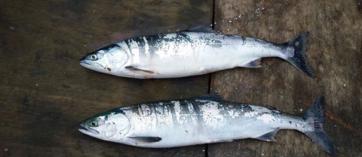 Two pink salmon in ocean phase laid out next to each other. This type of salmon is identifiable by the blue-green on their backs, silver on the flanks and white on their bellies