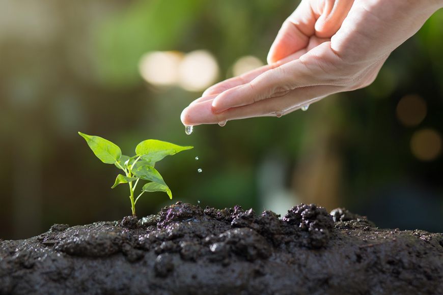 Hand drips water onto a young plant growing in soil