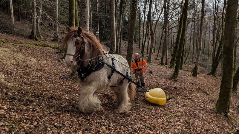 Little Ron the horse pulling a felled log in the forest Little Ron the horse pulling a felled log in the forest